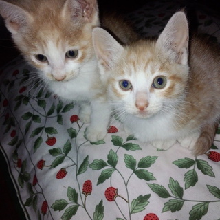 茶白君とミルクティ君、オス兄弟