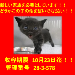 里親決定しました☆