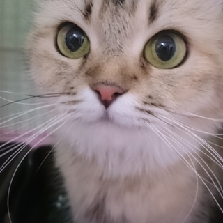 アメリカンカール☆チャッピー☆女の子・5歳・中長毛