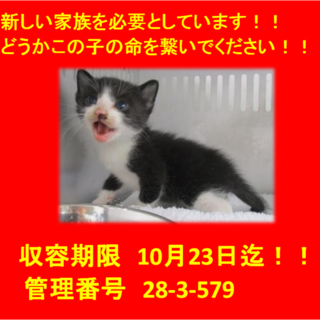 里親決定！！素敵な家族に出会えました(^^♪