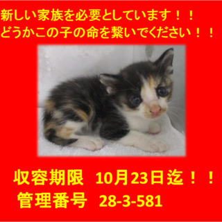 里親決定しました☆