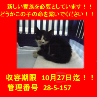 里親決定しました☆(*^-^*)