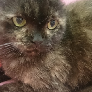 スコF☆女の子ですがクロベエ☆5歳・立耳・短毛