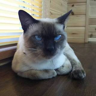 甘えん坊なシャムの男の子