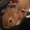 里親再募集！ネザーランドドワーフラビット　