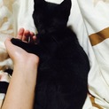 真っ黒猫ちゃん！