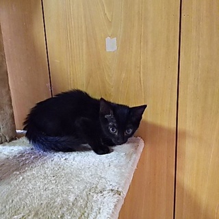 この子を新しい家族に迎えて下さい