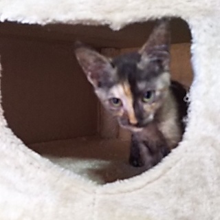 ハンディーを持ってますが、元気に生きてます。