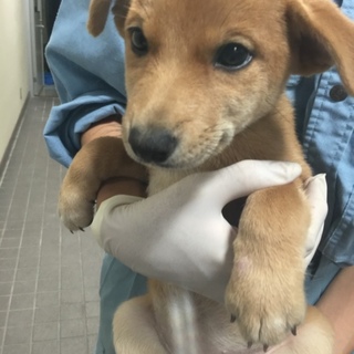 【決定】人間大好きな甘えん坊♀♪