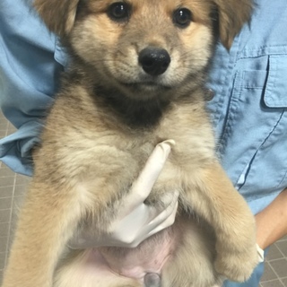 【決定】人間大好きフワフワ甘えん坊♀♪