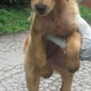 【決定】人懐こく遊び大好き茶MIX♀♪