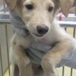 【決定】ダッフィ似おとなしい男の子☆