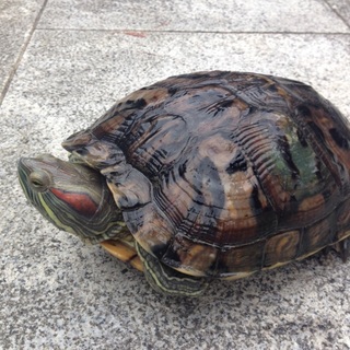 里親さん決定しました！