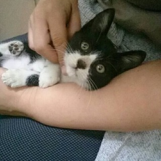 子猫里親さん募集