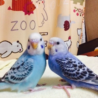 里親さん決定しました！