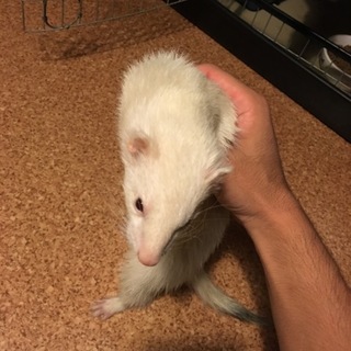 フェレット三匹募集します