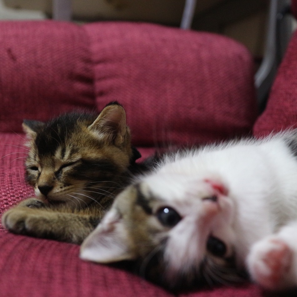 フクとサチのカバー写真