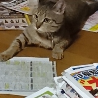 キジ虎☆美海♀