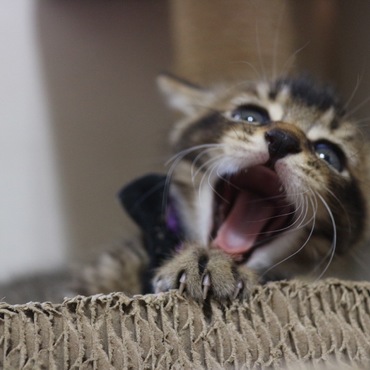 フクとサチの写真