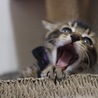 の写真