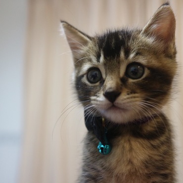 フクとサチの写真