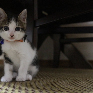 フクとサチの写真