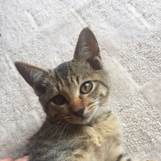 美しい虎豹柄の子猫　ベラちゃん