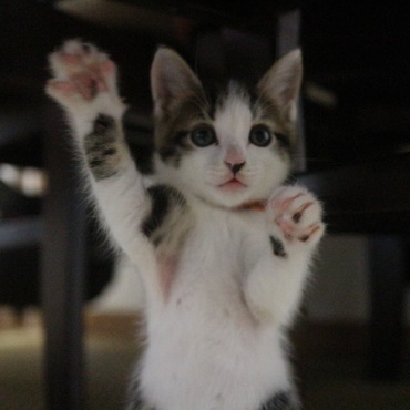 フクとサチの写真