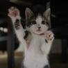 の写真