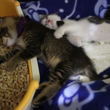 フクとサチの写真