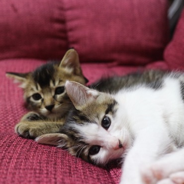 フクとサチの写真