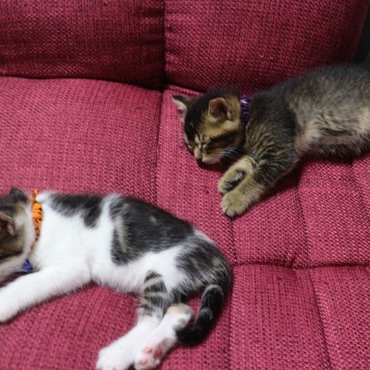 フクとサチの写真