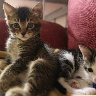 フクとサチの写真