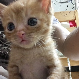 茶トラ♂　ﾙ-ﾊﾟ-君　生後１か月半くらい