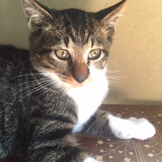 ありがとうございました。