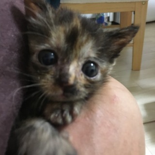 サビ猫♀　美人さん　１か月半くらい