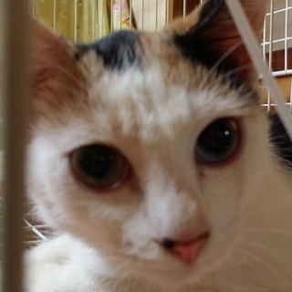 推定６ヶ月のパステル三毛オッドアイ