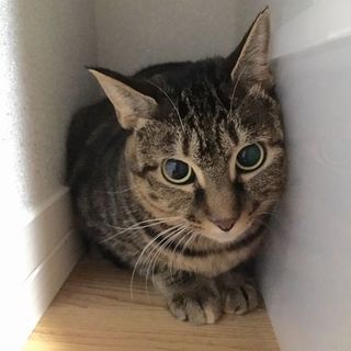 シャイなグリちゃん（キジトラ、メス、一歳）