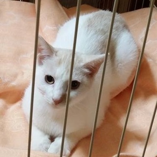 推定６カ月パステルクリームマロンちゃん