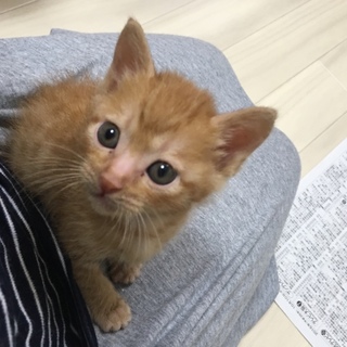 茶トラ♂　ｳ-ﾊﾟ-君　生後１か月半