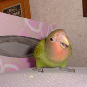 2001年、うちに来て1ヶ月未満の頃です。