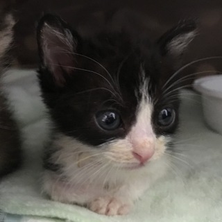 白黒♀　べっぴんさん　生後１か月半くらい