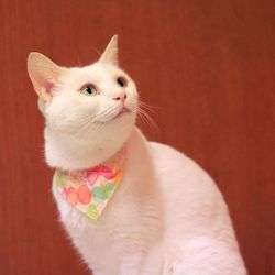 アニマルトレーナーも参加 猫のなんでも相談会(参加無料、予約不要)