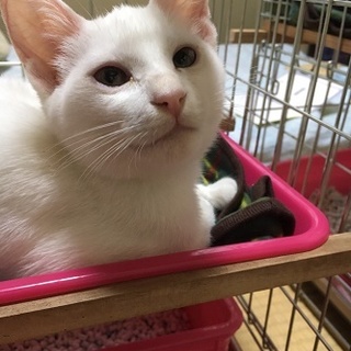 白ちゃんをお願いします。(お見合い予定です）
