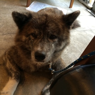 控え目で上品な秋田犬の女の子