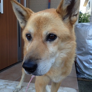 保護犬の里親さん募集中