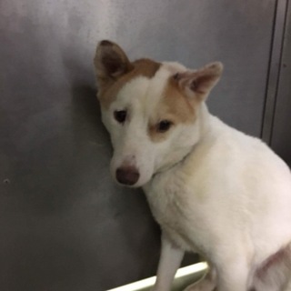 穏やかな可愛い子