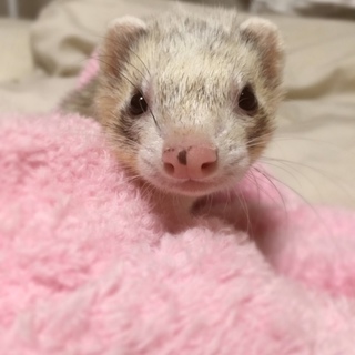 フェレット ♂ 9ヶ月 パスバレー