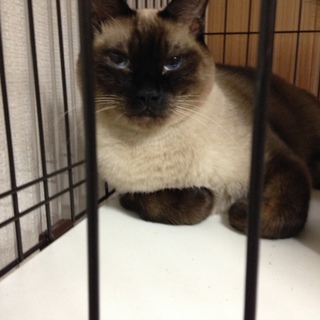 お見合い済み募集終了