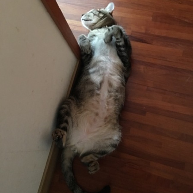 にゃん吉☆のカバー写真